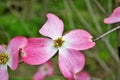 Pink Cornus florida rubra tree also known as pink flowering dogwood tree Royalty Free Stock Photo