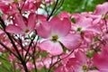 Pink Cornus florida rubra tree also known as pink flowering dogwood tree Royalty Free Stock Photo