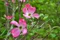 Pink Cornus florida rubra tree also known as pink flowering dogwood tree Royalty Free Stock Photo