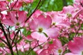 Pink Cornus florida rubra tree also known as pink flowering dogwood tree Royalty Free Stock Photo