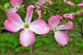 Pink Cornus florida rubra tree also known as pink flowering dogwood tree Royalty Free Stock Photo