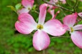 Pink Cornus florida rubra tree also known as pink flowering dogwood tree Royalty Free Stock Photo