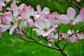 Pink Cornus florida rubra tree also known as pink flowering dogwood tree Royalty Free Stock Photo