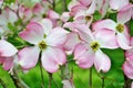 Pink Cornus florida rubra tree also known as pink flowering dogwood tree Royalty Free Stock Photo