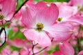 Pink Cornus florida rubra tree also known as pink flowering dogwood tree Royalty Free Stock Photo