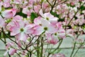 Pink Cornus florida rubra tree also known as pink flowering dogwood tree Royalty Free Stock Photo