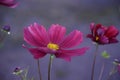 Pink Cosmea bipinnate flowers in bloom in a field