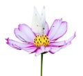 Pink cosmea and butterfly