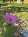 pink cosmea flower blooms in the yard