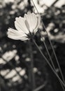 Pink cosmea flowers close-up in dark style picture Royalty Free Stock Photo