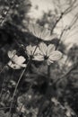 Pink cosmea flowers close-up in dark style picture Royalty Free Stock Photo