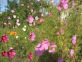 Pink cosmey lit by the sun in the garden. Bright floral decorative background with beautiful flower kosmey. Gardening of