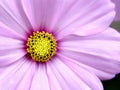 Pink Cosmo Flower Royalty Free Stock Photo