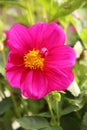 Pink Cosmo flower blooming in a garden Royalty Free Stock Photo