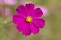 Pink cosmo flower and blue sky background Royalty Free Stock Photo