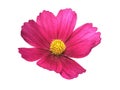 Pink Cosmo flower isolated against a white background