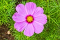 Pink Cosmo Flower Royalty Free Stock Photo