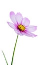 Pink cosmos Royalty Free Stock Photo