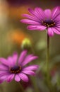 Pink cosmos`