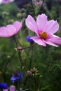 Pink cosmos and bachelor buttons in a field Royalty Free Stock Photo