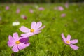 Pink Cosmos bipinnata Cav Royalty Free Stock Photo