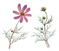 Pink Cosmos bipinnatus, commonly called the garden cosmos or Mexican aster. Royalty Free Stock Photo