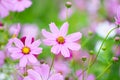 Pink cosmos bipinnatus flower blooming with water drops in garden field blooming in park background Royalty Free Stock Photo