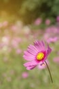 Pink Cosmos bipinnatus Flower with Blurred Landscape Background Royalty Free Stock Photo
