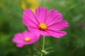 Pink Cosmos bipinnatus flower in the garden Royalty Free Stock Photo