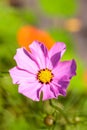 Pink cosmos bipinnatus flower Royalty Free Stock Photo