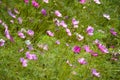 pink cosmos bipinnatus flower in nature garden Royalty Free Stock Photo