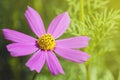 Pink Cosmos bipinnatus flower Royalty Free Stock Photo