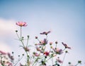 Pink cosmos bipinnatus flowers Royalty Free Stock Photo