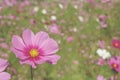 Pink Cosmos bipinnatus Flowers with Blurred Landscape Background Royalty Free Stock Photo