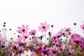 Pink cosmos bipinnatus flowers field on white sky background Royalty Free Stock Photo