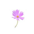 Pink cosmos bipinnatus flowers and green stem isolated on white background , clipping path Royalty Free Stock Photo