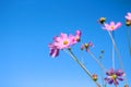 Pink cosmos bipinnatus flowers with yellow pollen blooming in garden on vast blue sky background Royalty Free Stock Photo