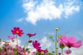 Pink cosmos blooming filed under light blue sky and white cloud. Royalty Free Stock Photo