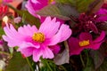 Pink cosmos Cosmos bipinnatus flower Royalty Free Stock Photo