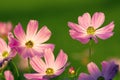 Pink Cosmos in evening light Royalty Free Stock Photo