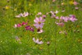 Pink Cosmos in evening Royalty Free Stock Photo