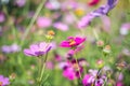 Pink cosmos field with bee and worm