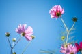 Pink cosmos field with blue sky background Royalty Free Stock Photo