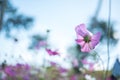 Pink cosmos field with blue sky background Royalty Free Stock Photo