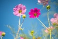 Pink cosmos field with blue sky background Royalty Free Stock Photo