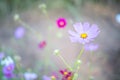 Pink cosmos field with blue sky background