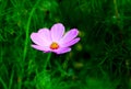 pink cosmos flowe and flowerbackground. Royalty Free Stock Photo