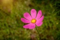 Pink cosmos flower Cosmos Bipinnatus with blurred green background Royalty Free Stock Photo