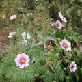 Pink cosmos flower Cosmos Bipinnatus. Royalty Free Stock Photo