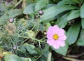 Pink cosmos flower Cosmos Bipinnatus. Close up Royalty Free Stock Photo